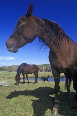 The Morgan Horse Journal: 150 page lined notebook/diary