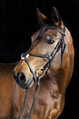 The Oldenburg Horse Journal: 150 Page Lined Notebook/Diary