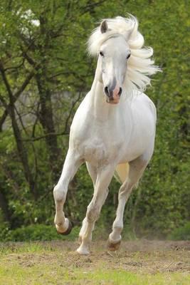 The Orlov Trotter Horse Journal: 150 Page Lined Notebook/Diary