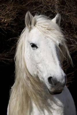 The Scottish Highland Pony Journal: 150 Page Lined Notebook/Diary
