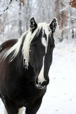 The Tobiano Pinto Horse Journal: 150 Page Lined Notebook/Diary