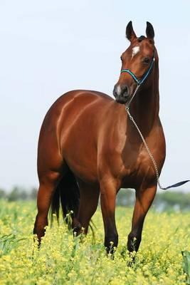 The Trakehner Horse Journal: 150 Page Lined Notebook/Diary