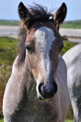 The Connemara Pony Journal: 150 page lined notebook/diary
