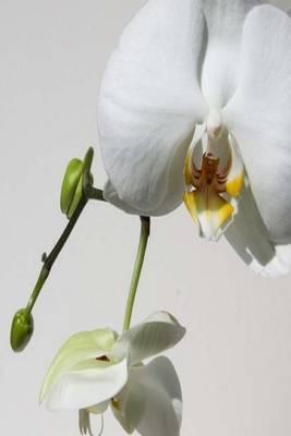 My Journal: White Orchid Flower, Blank 150 Page Lined Diary / Journal / Notebook