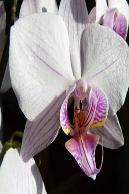 My Journal: Pink Butterfly Orchid Flower, Blank 150 Page Lined Diary / Journal / Notebook