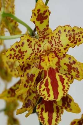 My Journal: Yellow Orchid Flower, Blank 150 Page Lined Diary / Journal / Notebook