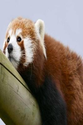 My Journal: Red Panda, Blank 150 Page Lined Diary / Journal / Notebook