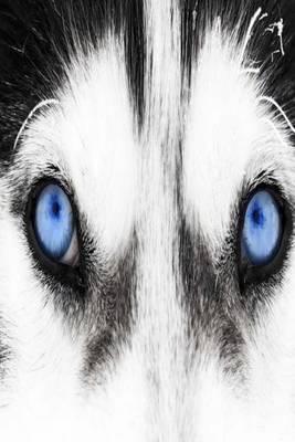 My Journal: Blued Eyed Husky Closeup, Blank 150 Page Lined Diary / Journal / Notebook