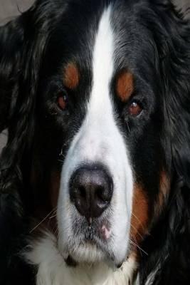 My Journal: Bernese Mountain Dog, Blank 150 Page Lined Diary / Journal / Notebook