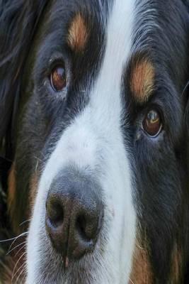 My Journal: Bernese Mountain Dog Puppy Eyes, Blank 150 Page Lined Diary / Journal / Notebook