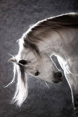 Cool White Andelusian Horse Journal: 150 Page Lined Notebook/Diary