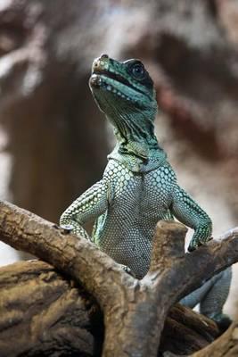 Weber's Sailfin Lizard Journal: 150 page lined notebook/diary