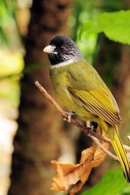 Collared Finchbill Bulbul Journal: 150 Page Lined Notebook/Diary