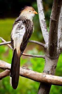 Guira Cuckoo Bird Journal: 150 Page Lined Notebook/Diary