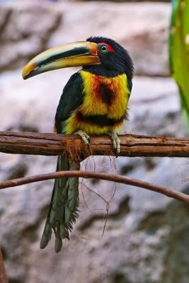 Pale Mandibled Aracari Toucan Journal: 150 Page Lined Notebook/Diary