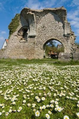 Field of Daisies Before St. Peter's Ruins in Visby, Sweden Journal: 150 Page Lined Notebook/Diary