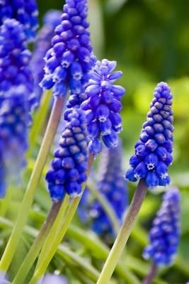 Close Up of Blue Bell Blooms, for the Love of Flowers: Blank 150 Page Lined Journal for Your Thoughts, Ideas, and Inspiration