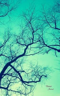 Celestial Journal: Winter Forest Sky