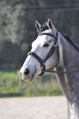 Portrait of a Gray Horse Journal: 150 Page Lined Notebook/Diary