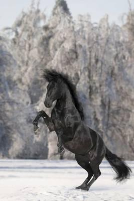Awesome Black Kladruber Horse Rearing Up Journal: 150 Page Lined Notebook/Diary