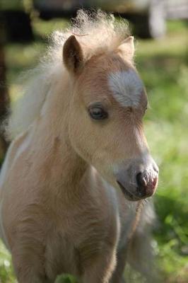 Cutest Shetland Pony Foal Horse Journal: 150 Page Lined Notebook/Diary