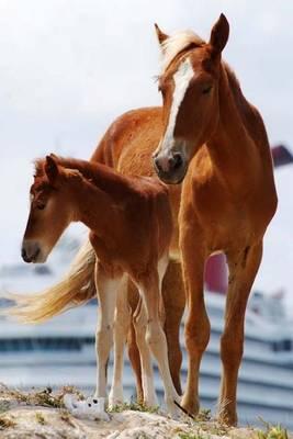 A Mother Horse and Her Baby Foal Grand Turk Island Turks & Caicos Journal: 150 Page Lined Notebook/Diary