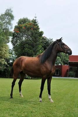 Peruvian Paso Caballo de Paso Horse Journal: 150 Page Lined Notebook/Diary