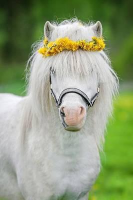 White Shetland Pony Wearing a Wreath of Yellow Flowers Spring Journal: 150 Page Lined Notebook/Diary
