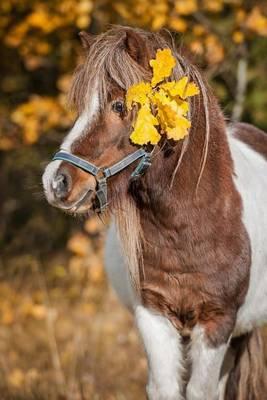 Paint Shetland Pony with a Yellow Autumn Leaf Journal: 150 Page Lined Notebook/Diary