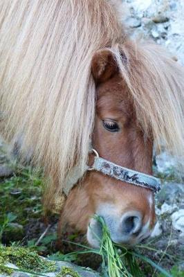 Such a Cute Shetland Pony Munching on Some Grass Journal: 150 Page Lined Notebook/Diary