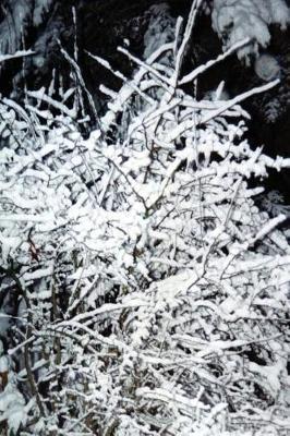 Journal Snow Covered Branches: (Notebook, Diary, Blank Book)
