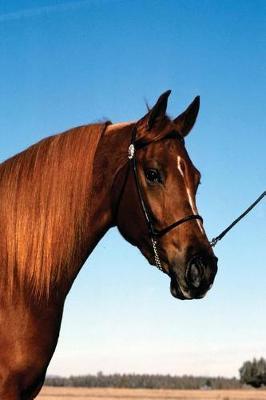 Equine Journal Arabian Show Horse: (Notebook, Diary, Blank Book)