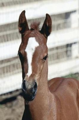 Equine Journal Foal with Stripe: (notebook, Diary, Blank Book)