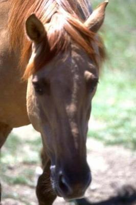 Equine Journal Horse With Mane: (Notebook, Diary, Blank Book)