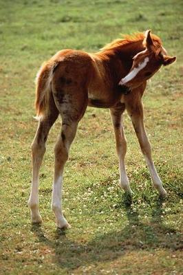 Equine Journal Itchy Foal: (notebook, Diary, Blank Book)