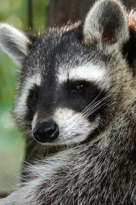 Well Hello There Cute Raccoon Journal: 150 Page Lined Notebook/Diary