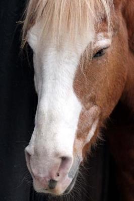 Close-Up of a Lovely Chestnut Horse with a White Face Journal: 150 Page Lined Notebook/Diary