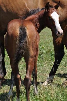 An Adorable Bay Colt with a White Face Horse Journal: 150 Page Lined Notebook/Diary