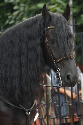 Strikingly Beautiful Brown Horse with a Flowing Black Mane Portrait Journal: 150 Page Lined Notebook/Diary