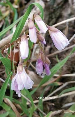 Spring Beauties: Journal