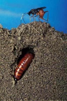 Insect Journal Wasp Lays Egg Earworm Pupal Tunnel Entomology: (Notebook, Diary, Blank Book)