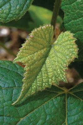 Farm Journal Concord Grape Leaf: (notebook, Diary, Blank Book)