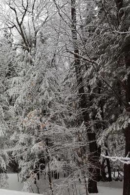 Winter Season Journal Snowy Forest: (notebook, Diary, Blank Book)