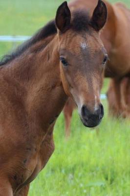 Precious Little Brown Foal with a Black Mane in the Pasture Horse Journal: 150 Page Lined Notebook/Diary
