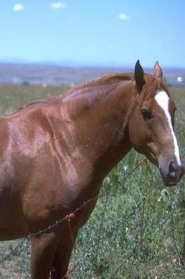 Journal Horse Pasture Scene Equine: (notebook, Diary, Blank Book)