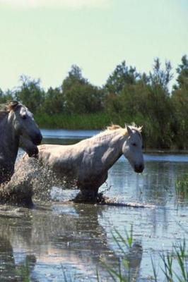 Journal Horses Crossing Water Equine: (Notebook, Diary, Blank Book)
