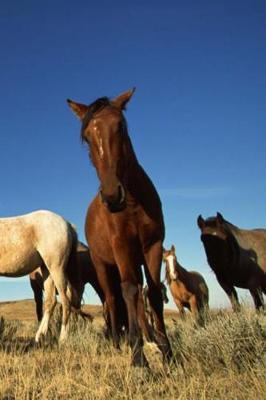 Journal Horses Shadows Equine: (Notebook, Diary, Blank Book)