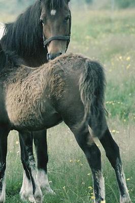 Journal Mare Foal Equine Horse: (Notebook, Diary, Blank Book)