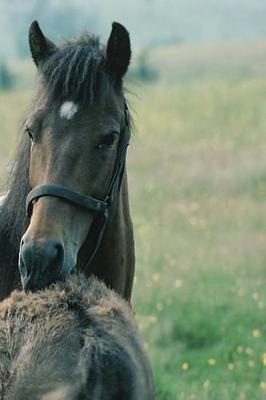 Journal Mare Foal Grooming Each Other Equine Horses: (Notebook, Diary, Blank Book)
