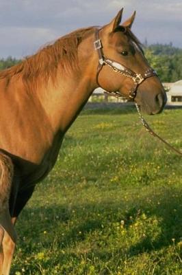 Journal Nursing Foal Equine Horse: (notebook, Diary, Blank